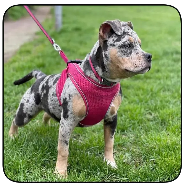 Canine Delux Breeding Photo 1