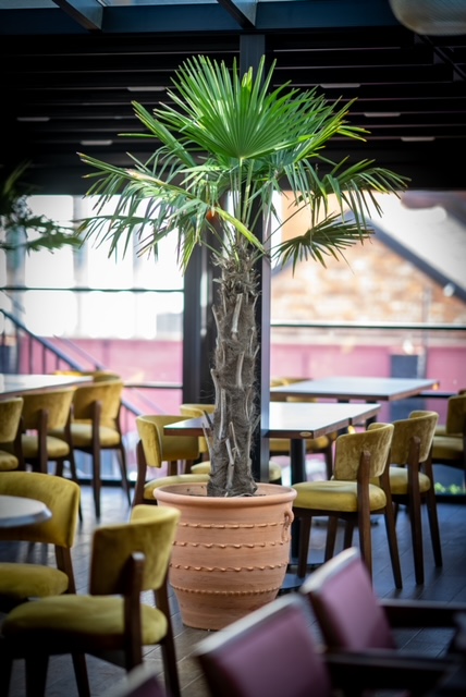 Palm Milton Keynes Photo