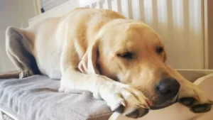 Golden Groomers