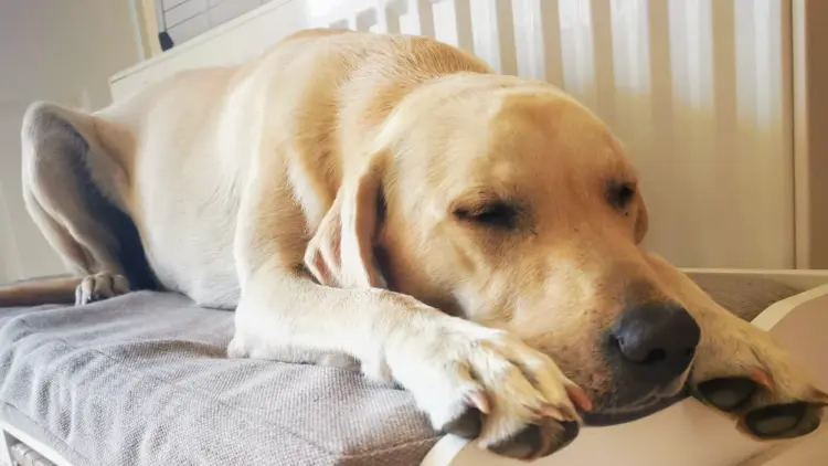 Golden Groomers