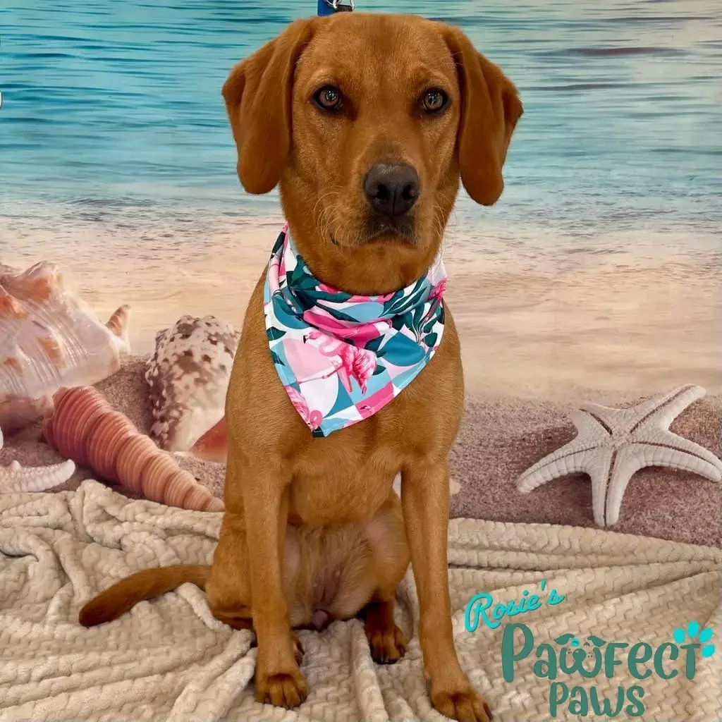 Rosie’s Pawfect Paws Photo 1