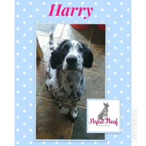 Perfect pooch mobile dog grooming
