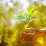 Treetops Chartered Accountants