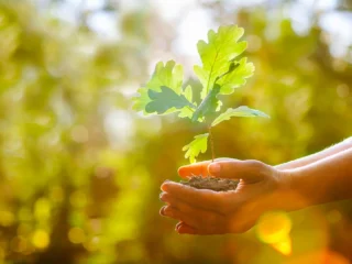 Treetops Chartered Accountants