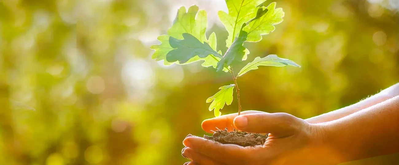 Treetops Chartered Accountants