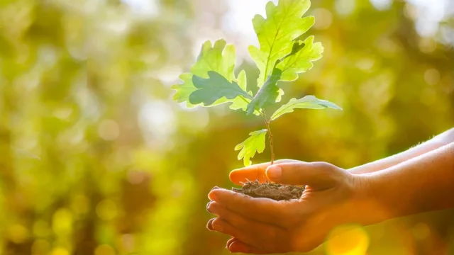 Treetops Chartered Accountants