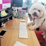 WSA – The Communications Agency