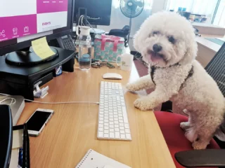 WSA – The Communications Agency