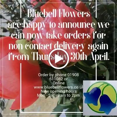 Bluebell Flowers