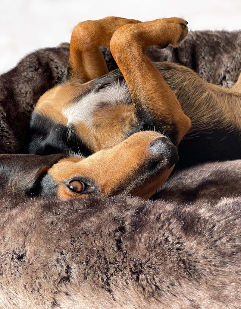 The Stylish Dog Company