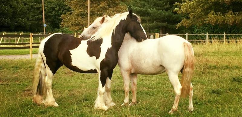 Ride High Equestrian Centre