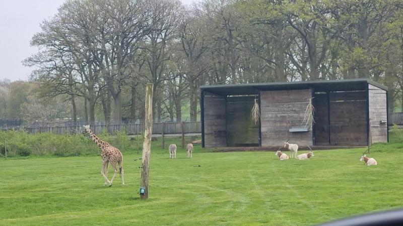 The Safari Lodge- Woburn Safari Park