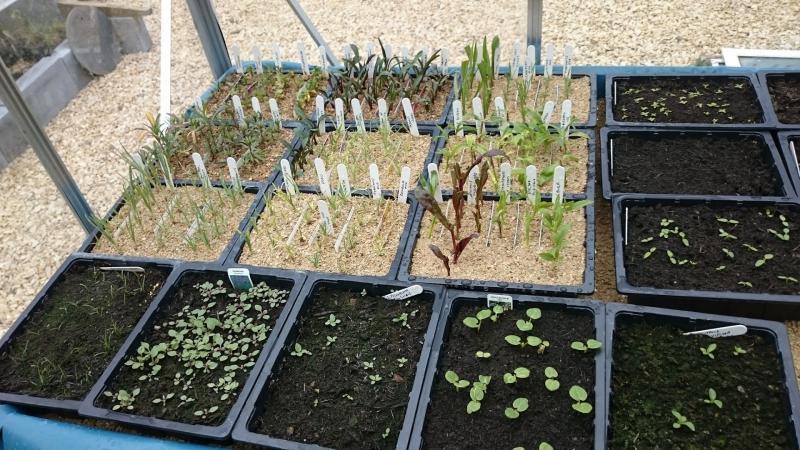 Shire Plants