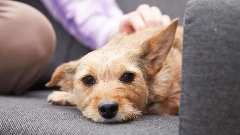 Astonlee Veterinary Centre – Newport Pagnell