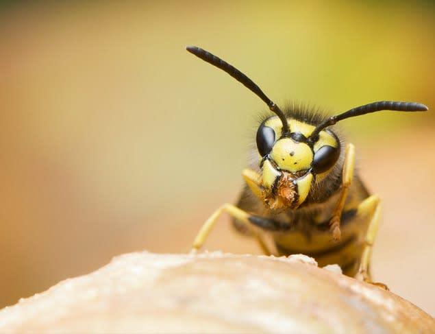 Axatax Pest Control
