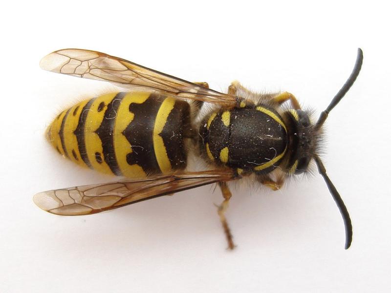 Verminator Pest Solutions
