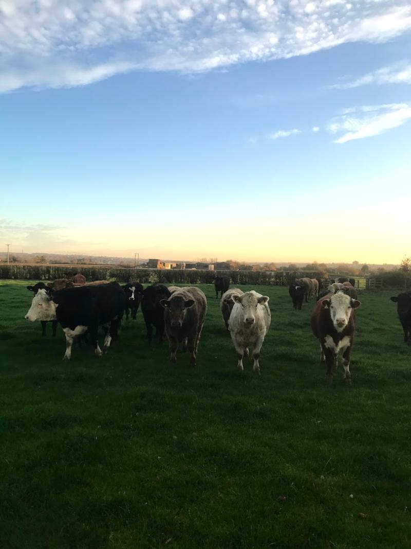 Haythorn Cattle