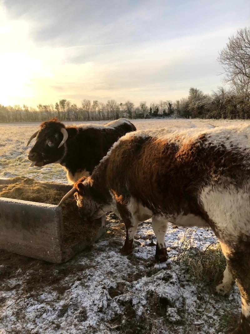 Haythorn Cattle