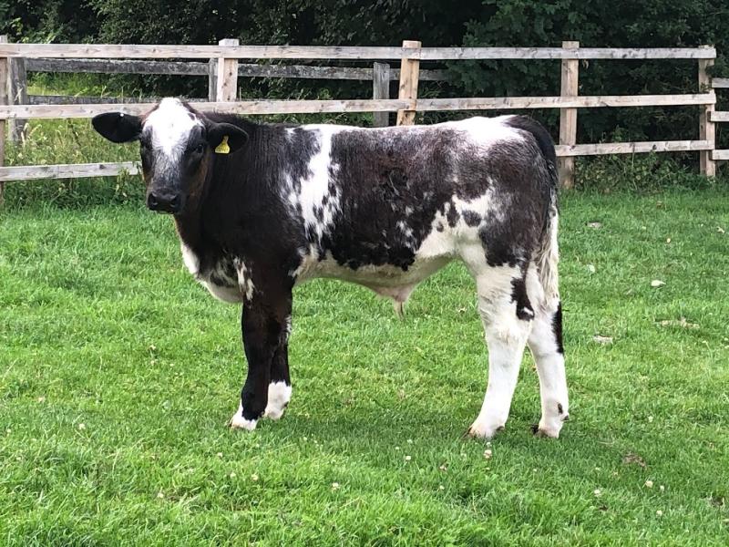 Valley Farm Pasture Fed Beef