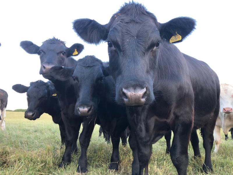 Valley Farm Pasture Fed Beef