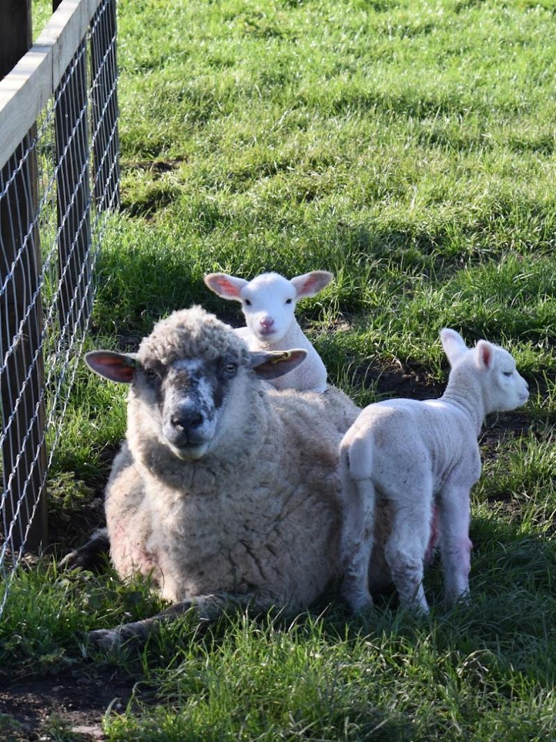 White House Farm
