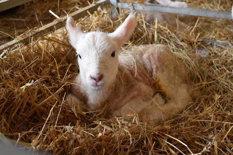 White House Farm
