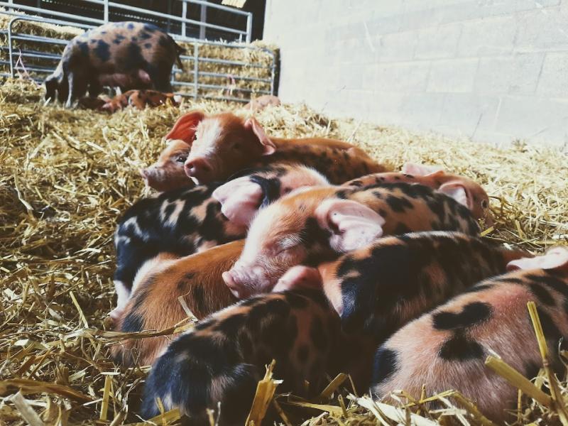 Manor Farm Bourton