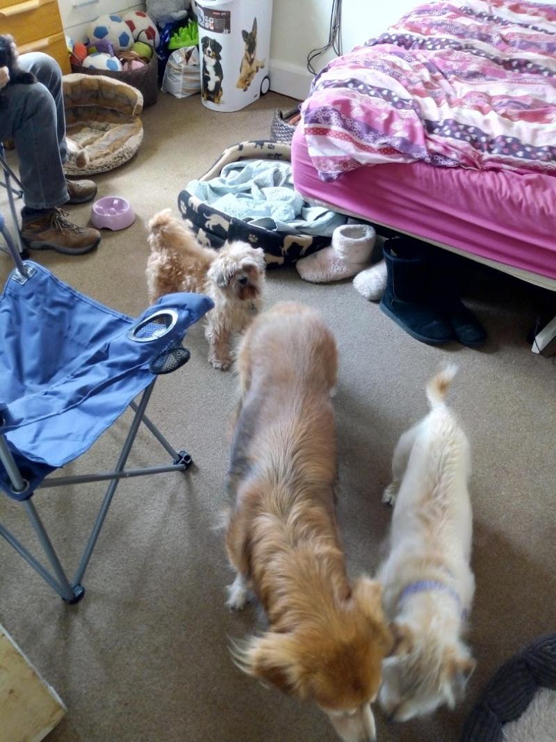 National Animal Welfare Trust (Bedfordshire)