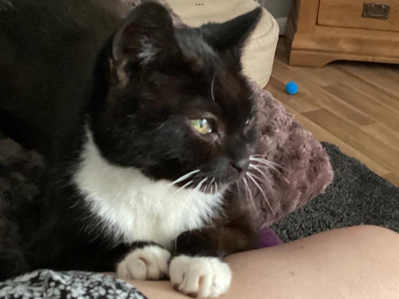 National Animal Welfare Trust (Bedfordshire)