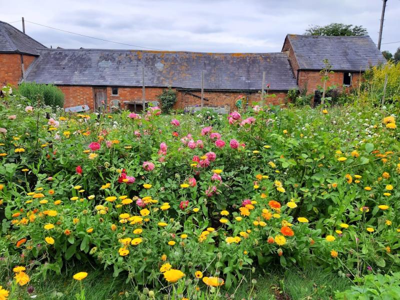 Wild Rose Flower Company
