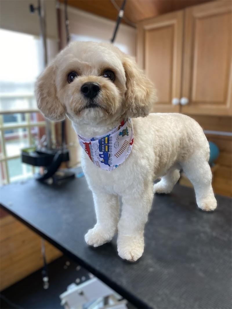 Ruff to Puff Dog Grooming