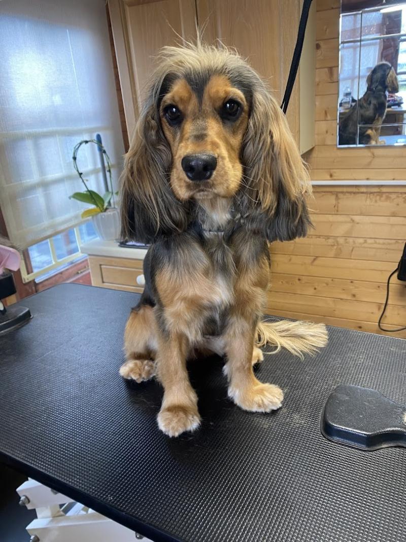 Ruff to Puff Dog Grooming