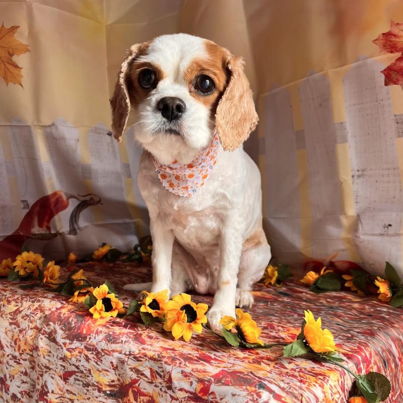 Groomin Good Walks