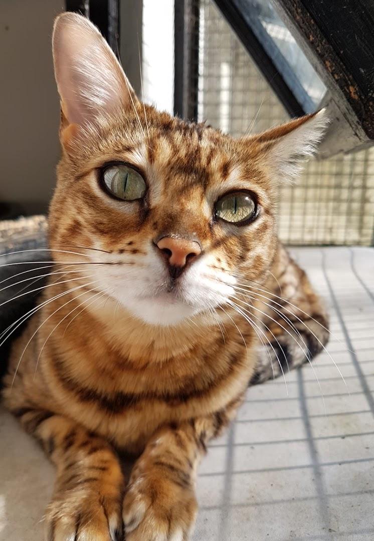 Charlesberry Cattery