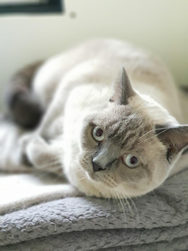 Charlesberry Cattery