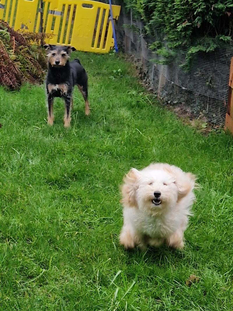 DebbieDuz Dog Boarding