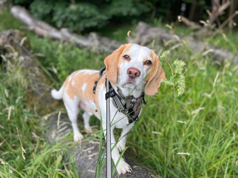 Dog Wiggles Sitters Milton Keynes