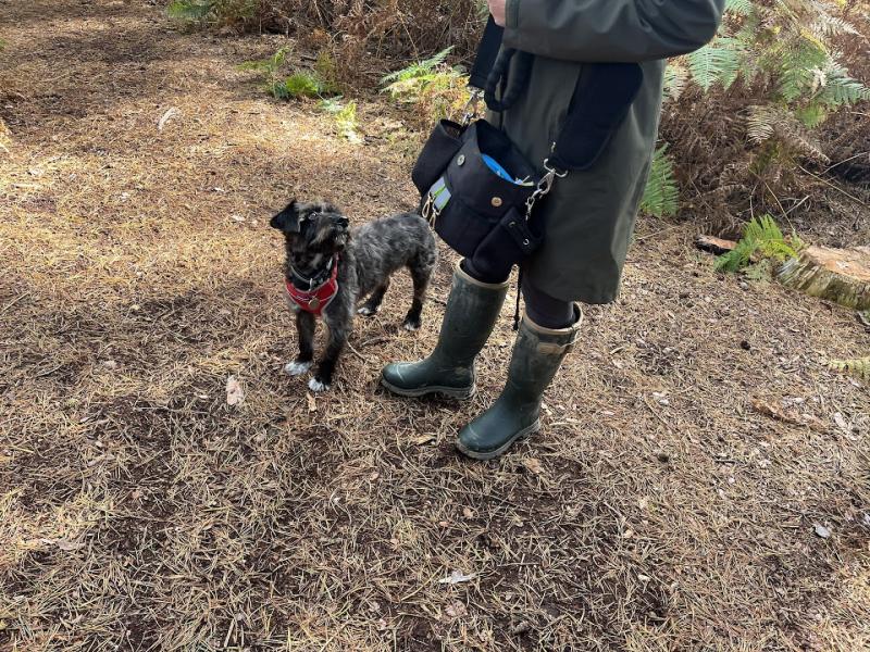 Dog Wiggles Sitters Milton Keynes