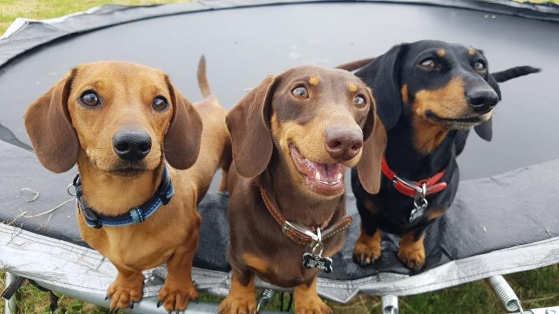 Horwood Hounds