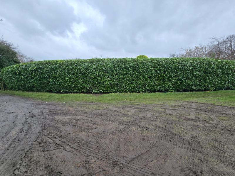 Browns Tree Solutions Ltd