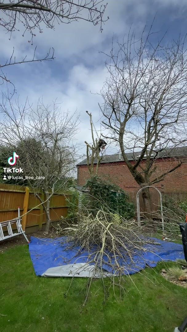 Lucas tree care Ltd