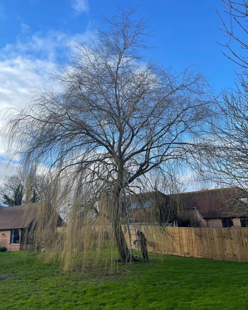 Lucas tree care Ltd