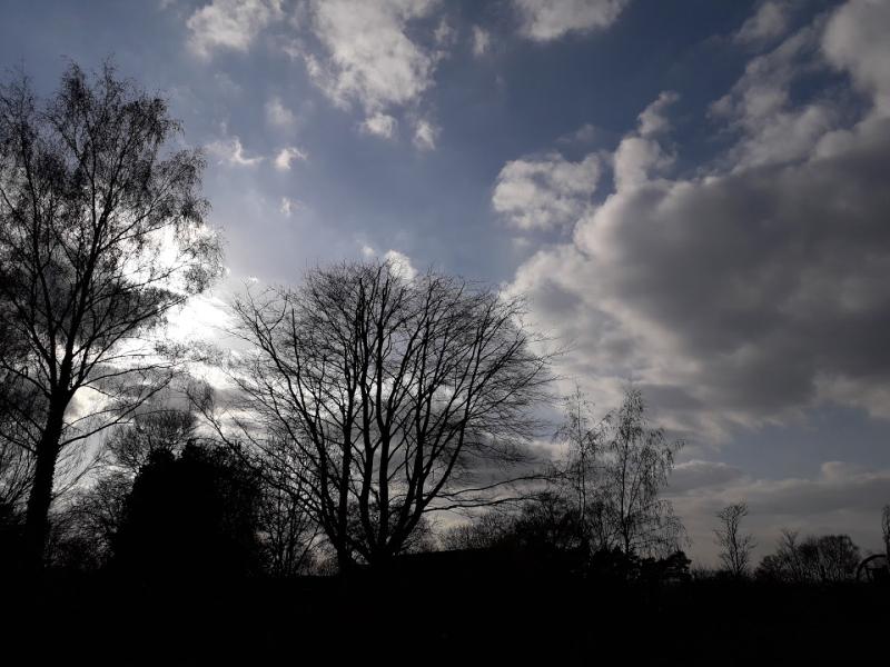 Broderick Tree Care – Tree Surgeon Milton Keynes
