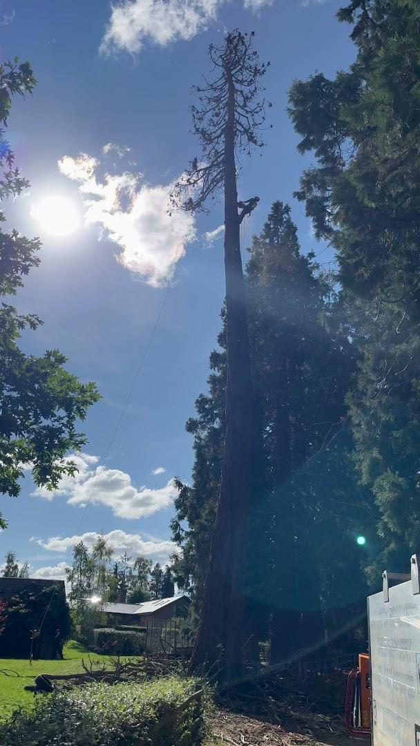 Clayton Brothers Tree Surgery