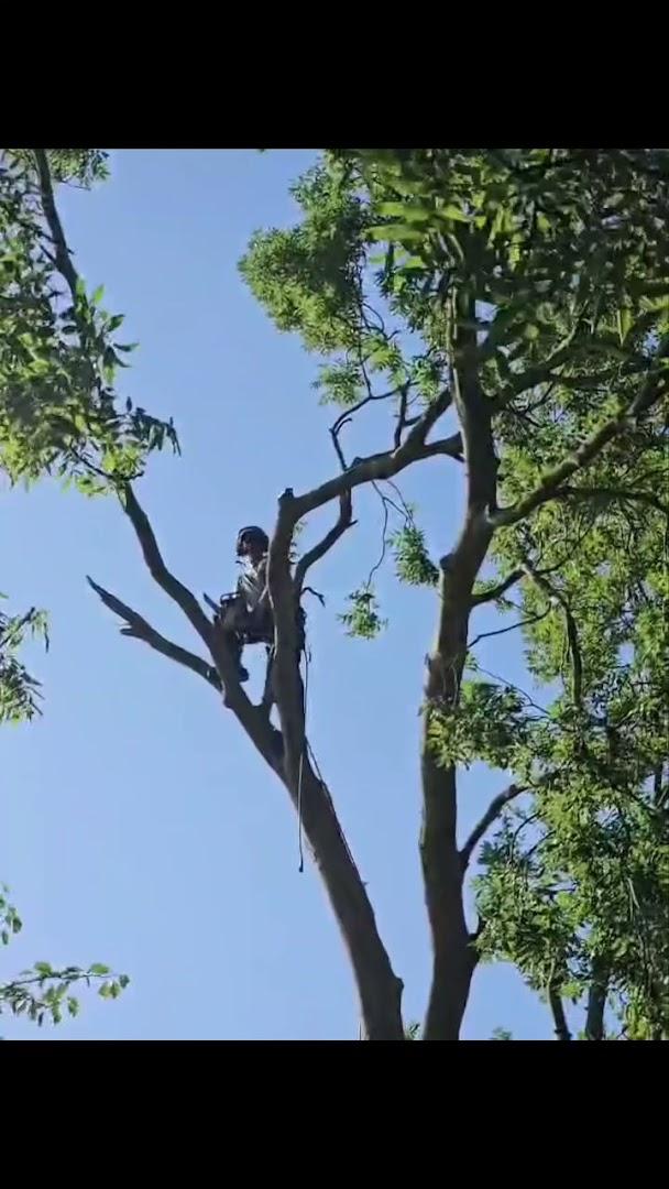 Monet Tree Care Ltd
