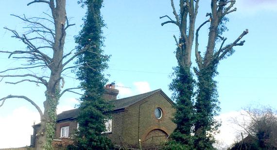 Rose Tree Surgeons