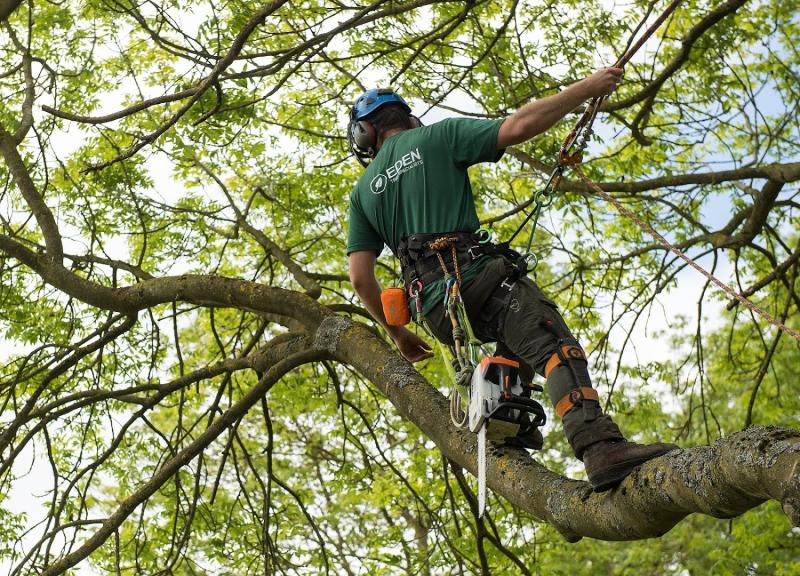 Eden Tree Specialists Ltd – Tree Surgeons Bedfordshire