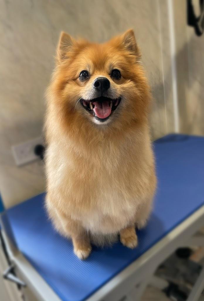 Barking Beautiful Dog Grooming