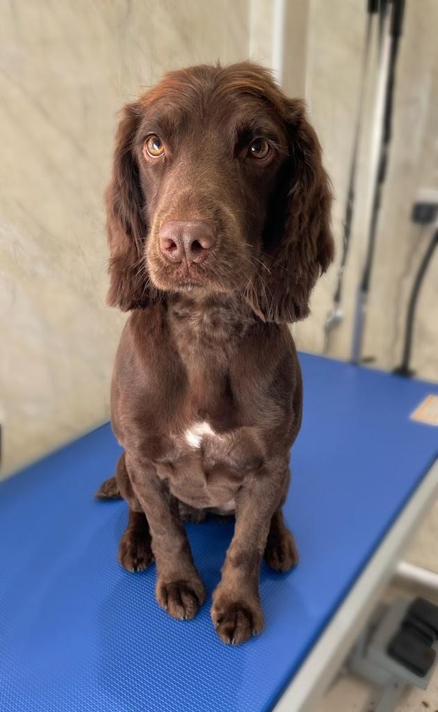 Barking Beautiful Dog Grooming