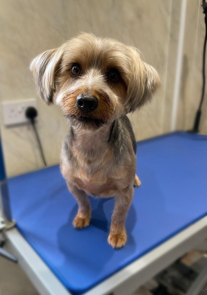 Barking Beautiful Dog Grooming